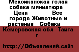 Мексиканская голая собака миниатюра › Цена ­ 53 000 - Все города Животные и растения » Собаки   . Кемеровская обл.,Тайга г.